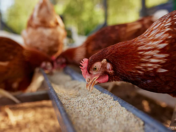 أعلاف الدواجن